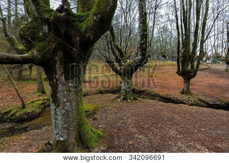Otzarreta Beech Forest. Gorbea Natural Park. Spain.