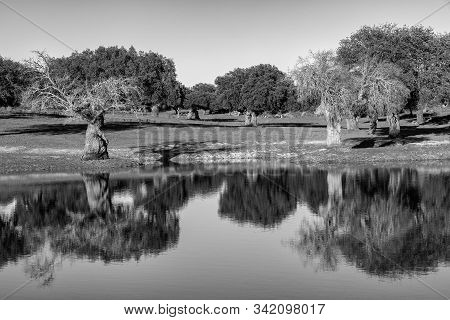 Landscape With Trees Reflected In Water Near Arroyo De La Luz. Extremadura. Spain.