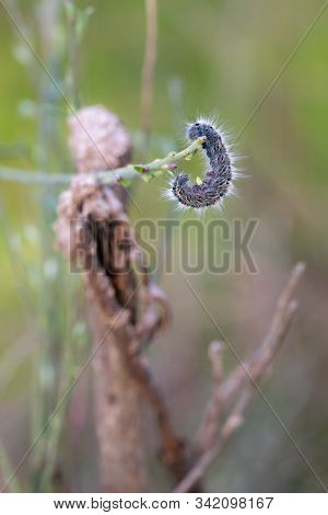 Caterpillar In Its Natural Environment. Macro Photography.