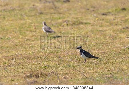 Northern Lapwing (vanellus Vanellus). Birds In Their Natural Environment.