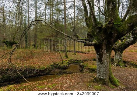 Otzarreta Beech Forest. Gorbea Natural Park. Spain.