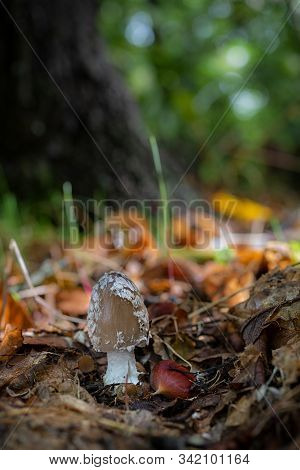 Coprinus Picaceus. Mushroom In A Chestnut Forest.