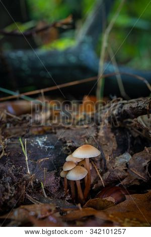 Mushrooms In A Chestnut Forest. Macro Photography.