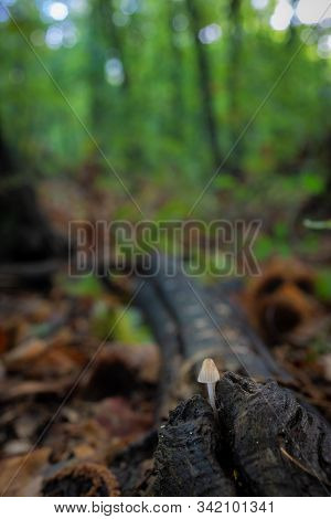 Small Fungus In The Forest. Macro Photography.