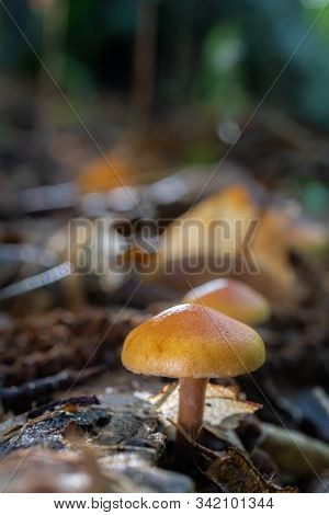 Mushrooms In A Chestnut Forest. Macro Photography.