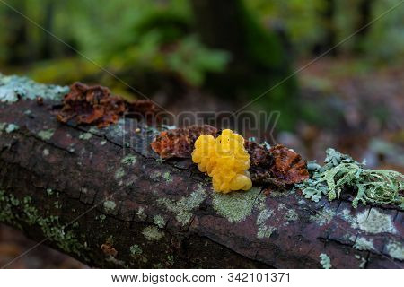 Nice Fungus That Grows On Dead Wood. Photographed In A Chestnut Forest.
