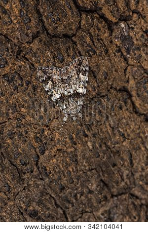 Moth. Night Butterfly Perched On Tree Bark.
