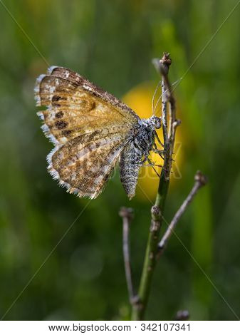 Butterfly Or Moth In Its Natural Environment