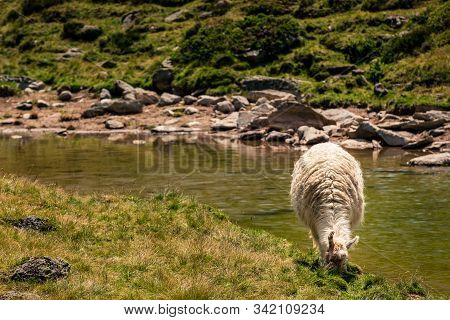 Llama Grazing At The Swiss Mountain Lake Arpitetta In The Pennine Alps. Ayer, Valais, Switzerland