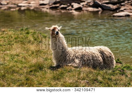 Llama Lying Down And Enjoying The Sun Near Swiss Mountain Lake Arpitetta High Up In The Pennine Alps