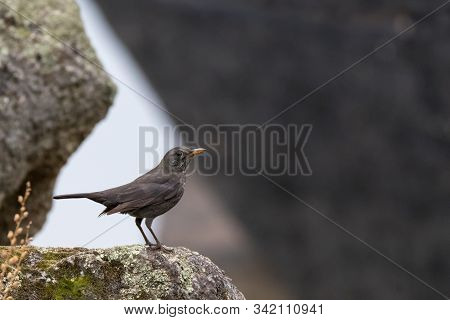 Common Blackbird In Its Natural Environment. Nature.