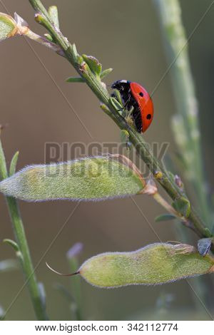 Ladybug In Their Natural Environment. Macro Photography.