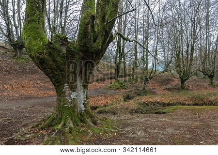 Otzarreta Beech Forest. Gorbea Natural Park. Spain.