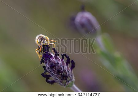 Nomada Subcornuta, A Species Of Bee In Its Natural Environment.