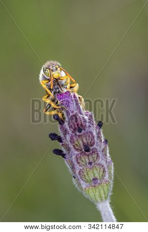 Nomada Subcornuta, A Species Of Bee In Its Natural Environment.