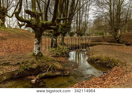 Otzarreta Beech Forest. Gorbea Natural Park. Bizkaia. Spain.