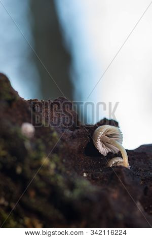 Small Mushrooms In A Forest Of Chestnut Trees.