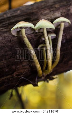 Small Mushrooms Growing On Wood In A Forest Of Chestnut Trees
