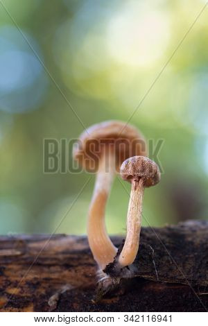 Two Small Mushrooms Growing On Chestnut Wood