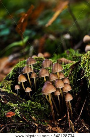 Colony Of Mushrooms On Wood Waste. In A Forest Of Hervas. Spain.