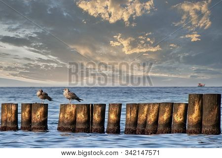 Two Sea Gulls Sitting On Weathered Wooden Groynes In Front Of The Sea With An Sailing Ship In The Ba