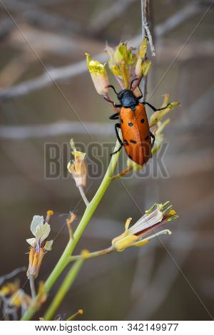 Trichodes Octopunctatus. Beetle With Eight Points In Their Natural Environment.