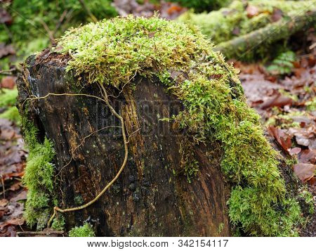 hiking near reken in the german muensterland