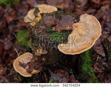 hiking near reken in the german muensterland