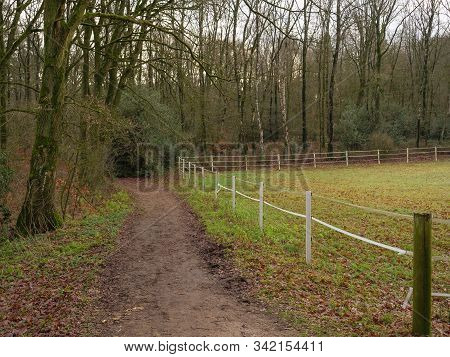 winter time in a forest near reken in germany