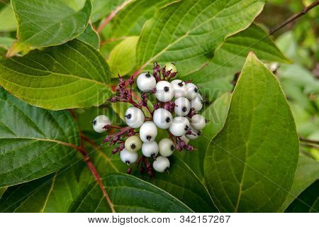 White Indigo Berry, Randia Aculeata In The Garden.