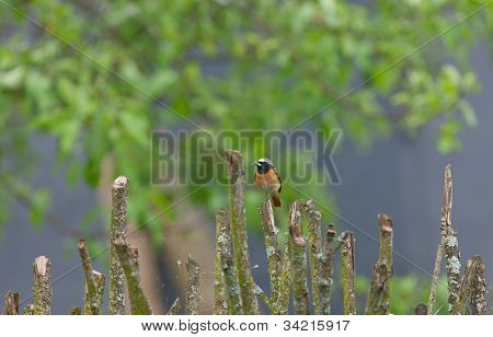 Redstart na plot