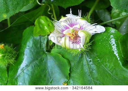 Passion Fruit Flower On A Tree In Foliage, Southeast Asia