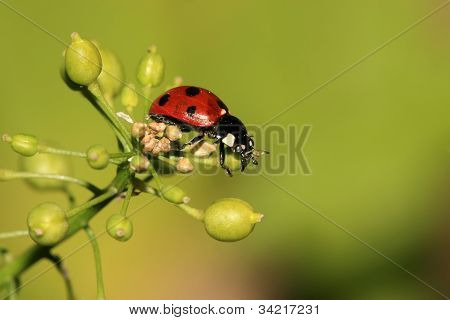 Ladybug