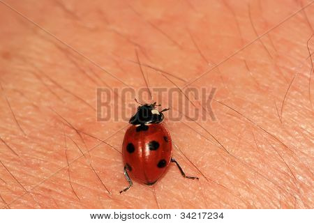 Ladybug