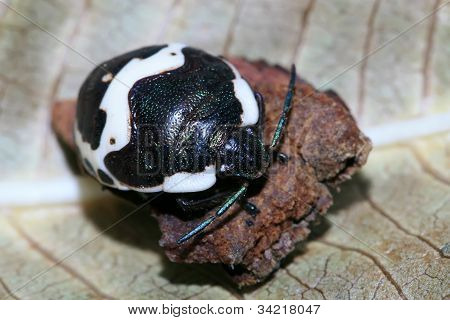Stinkbug
