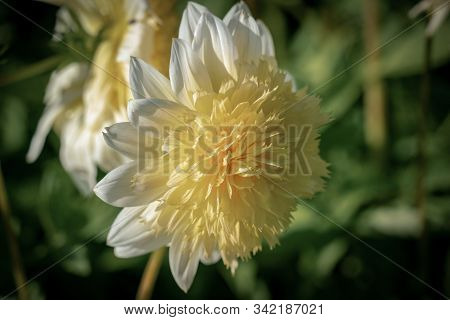 Detailed Close Up Of A Yellow 