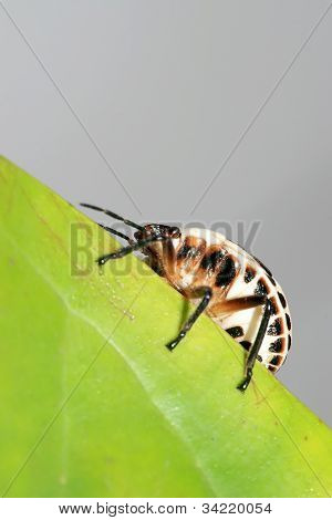 Stinkbug