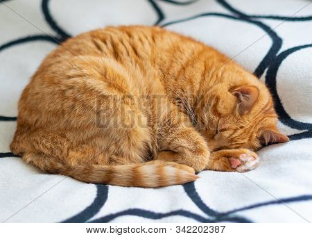 Fluffy Ginger Cat Sleeping Curled Up On Blanket.