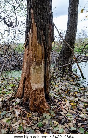 The Tree Is Eaten By Beavers, Beavers Damaged The Tree To Block The Brook, In The Forest Among The T