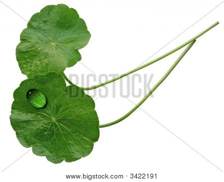 Dva listy pupečník