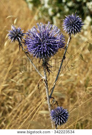 Globe Thistle Close Up View,  Echinops Ritro Close Up View