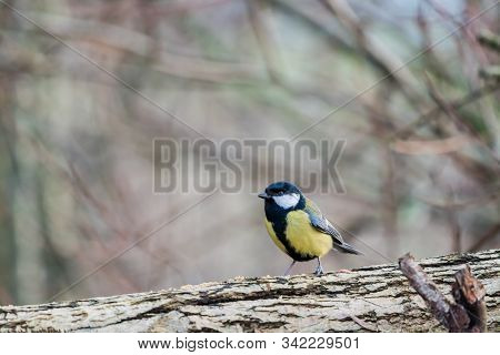 An Coal Tit Sitting On The Branches Of A Bush Resting