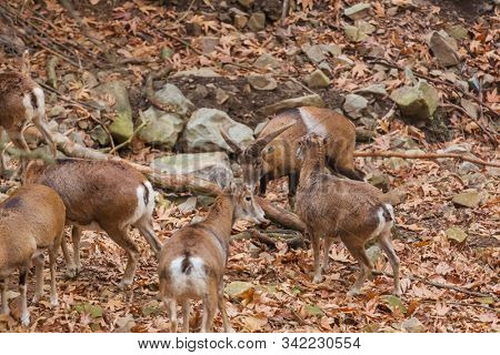 Wild moufflon in Cyprus forest