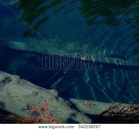 Trout Swimming In Crystal Clear Mountain Lake Blausee In Swiss Bernese Oberland