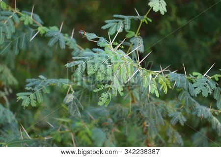 Acacia Nilotica, Vachellia Nilotica Or Gum Arabic Tree Detail Of Leaves And Yellow Round Flowers, Ra
