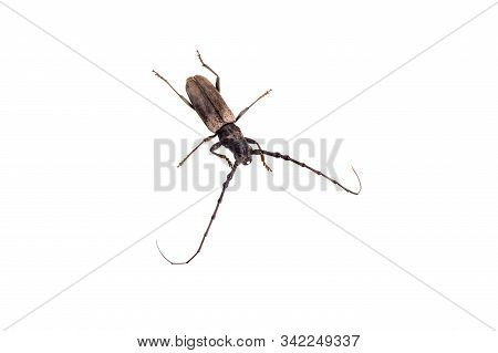 Tree Borer (batocera Rufomaculata) Isolated On A White Background