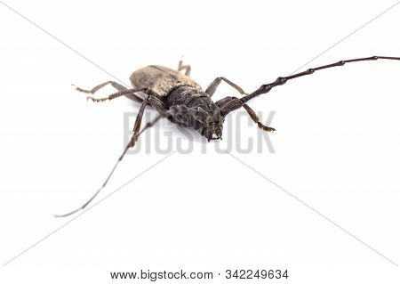 Tree Borer (batocera Rufomaculata) Isolated On A White Background