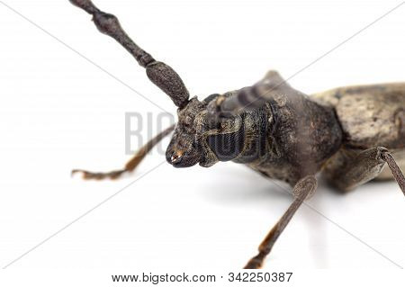 Tree Borer (batocera Rufomaculata) Isolated On A White Background