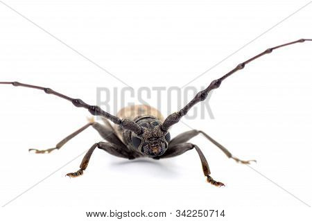 Tree Borer (batocera Rufomaculata) Isolated On A White Background
