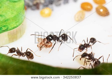Ant Messor Structos Eat Grain On White Background